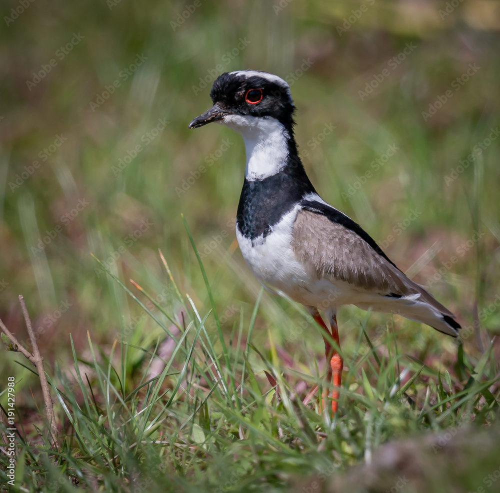Pied Plover (Pied Lapwing), Hoploxypterus cayanus. Pied Plover (Pied Lapwing), Hoploxypterus cayanus.