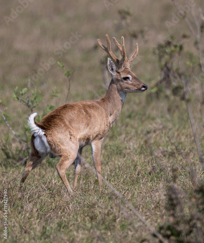 Young South American Deer of Pantanal  Brazil.jpg