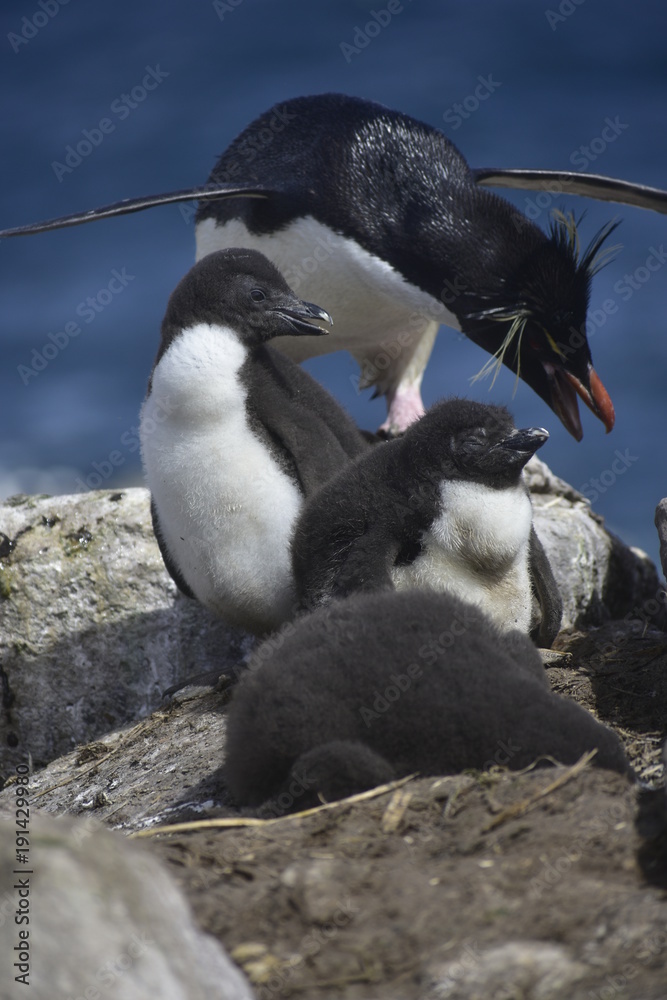 Fototapeta premium Penguins in Antarctica