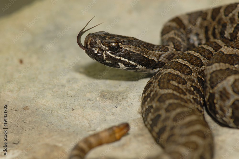 Fototapeta premium small Rattlesnake