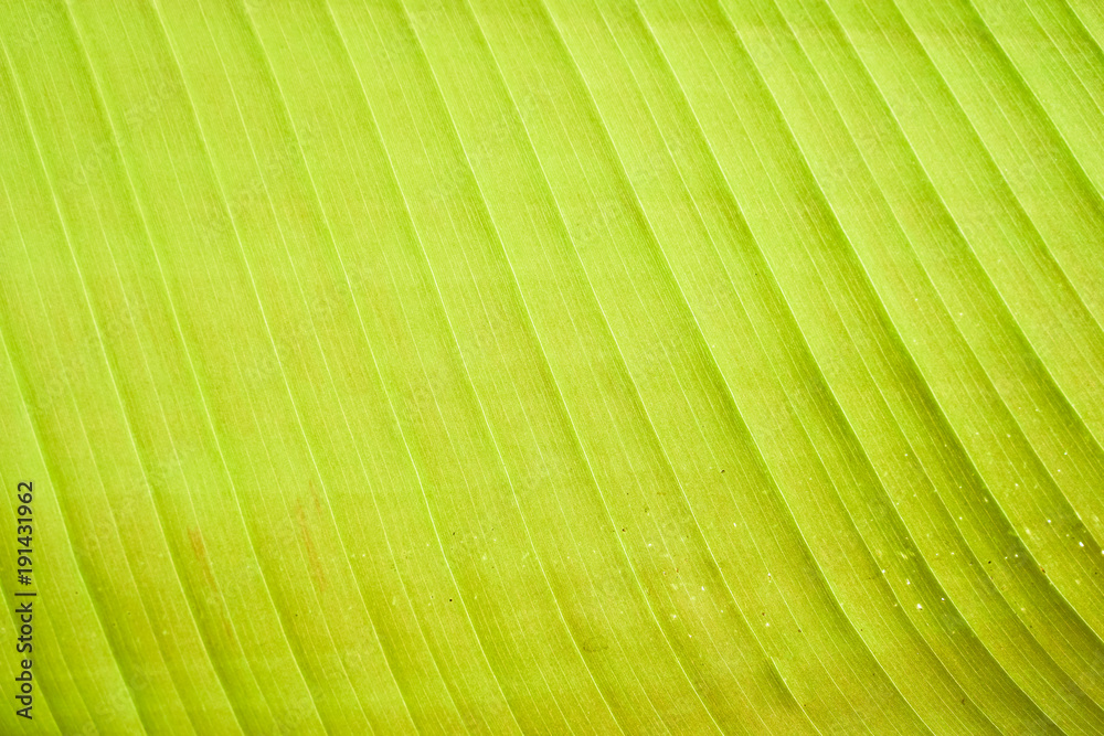 Texture background of backlight fresh green Leaf. Texture background of backlight fresh green Leaf.