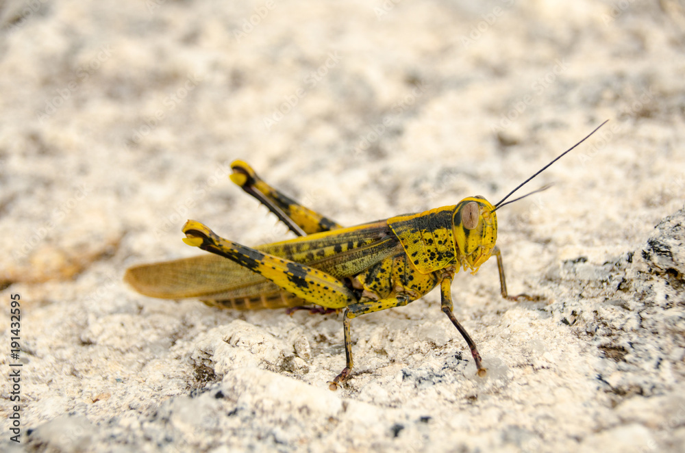 A grasshopper sitting on a rock,Thailand A grasshopper sitting on a rock,Thailand