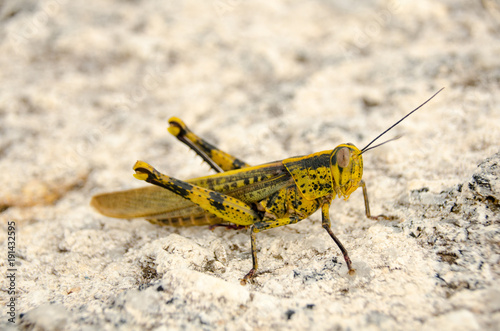 A grasshopper sitting on a rock,Thailand