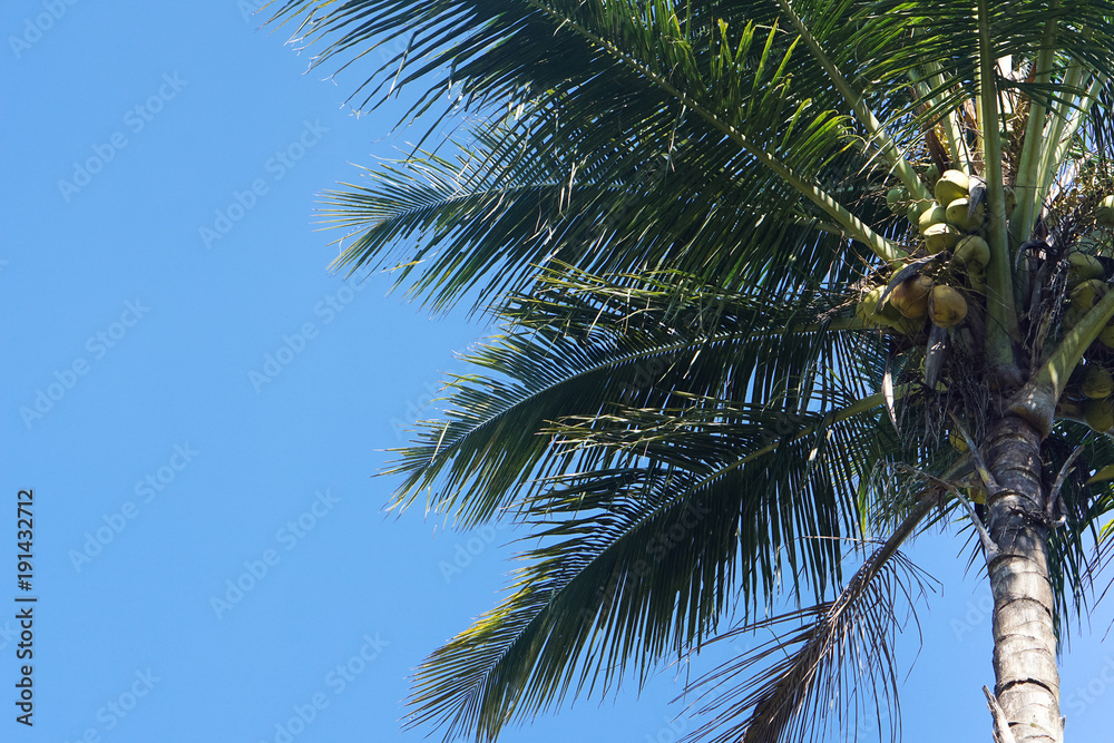 Coconut palm trees and blue sky background. Coconut palm trees and blue sky background.