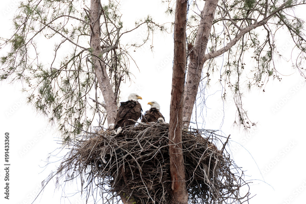 Fototapeta premium Family of two bald eagle Haliaeetus leucocephalus parents with their nest of chicks