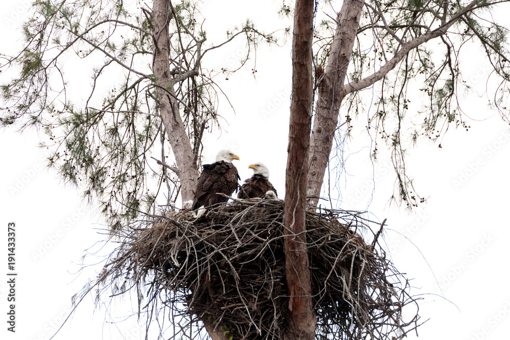 Fototapeta premium Family of two bald eagle Haliaeetus leucocephalus parents with their nest of chicks