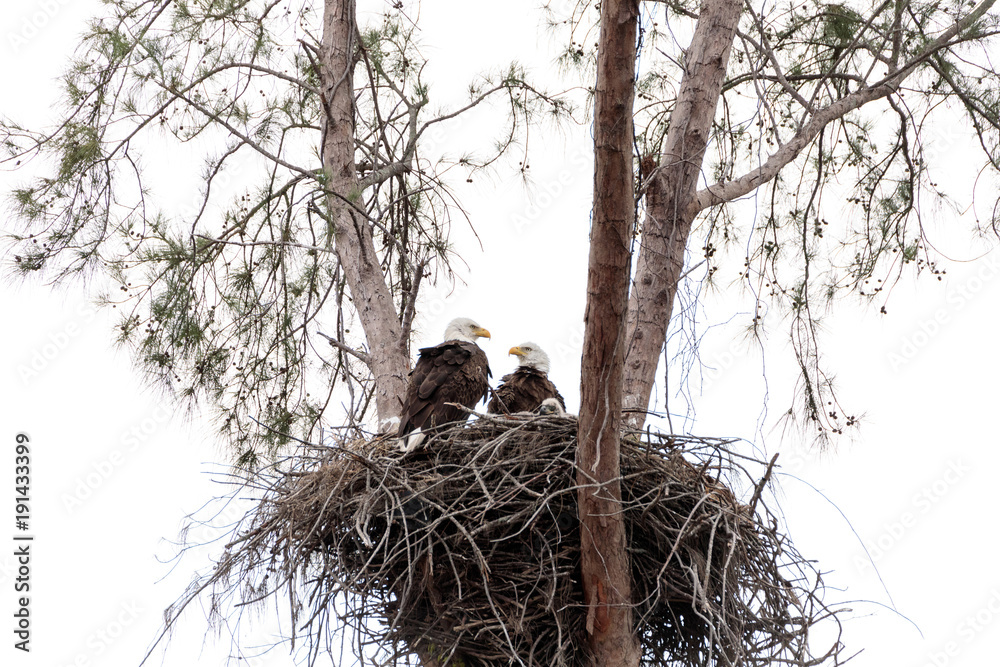 Naklejka premium Family of two bald eagle Haliaeetus leucocephalus parents with their nest of chicks