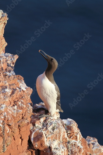 Common murre or common guillemot (Uria aalge) on the island of Heligoland, Germany photo