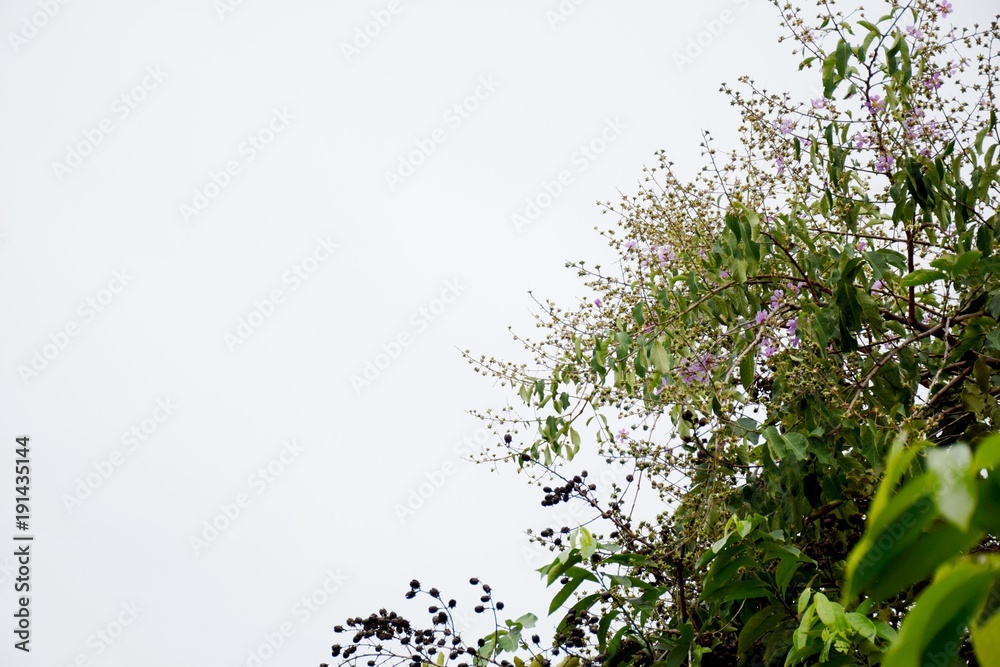 Fototapeta premium young spruce twigs natural background from spring forest