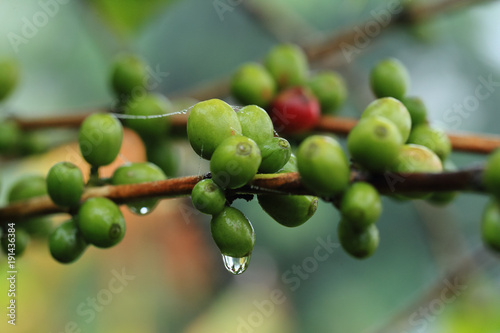 Close up of green coffee beans on a branch of arabica coffee tree, with unripe fruits ,Thailand