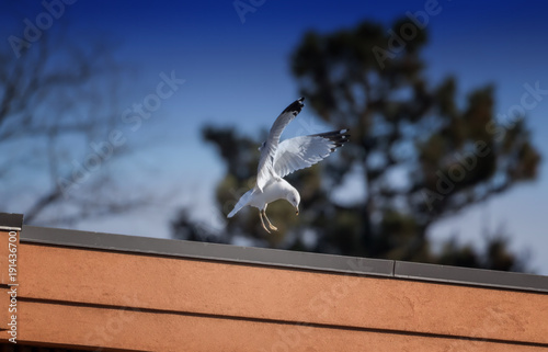 Gull Landing