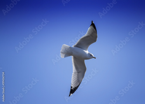 Gull