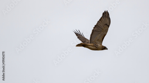 Hawk