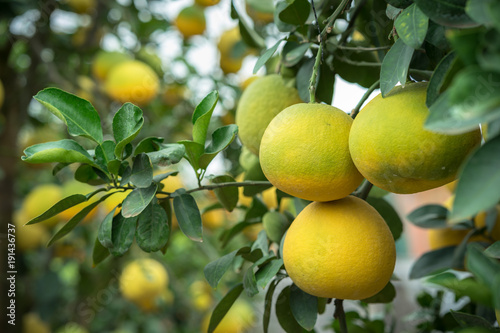 Billede på lærred Ripe and green pomelo fruit tree in the garden.