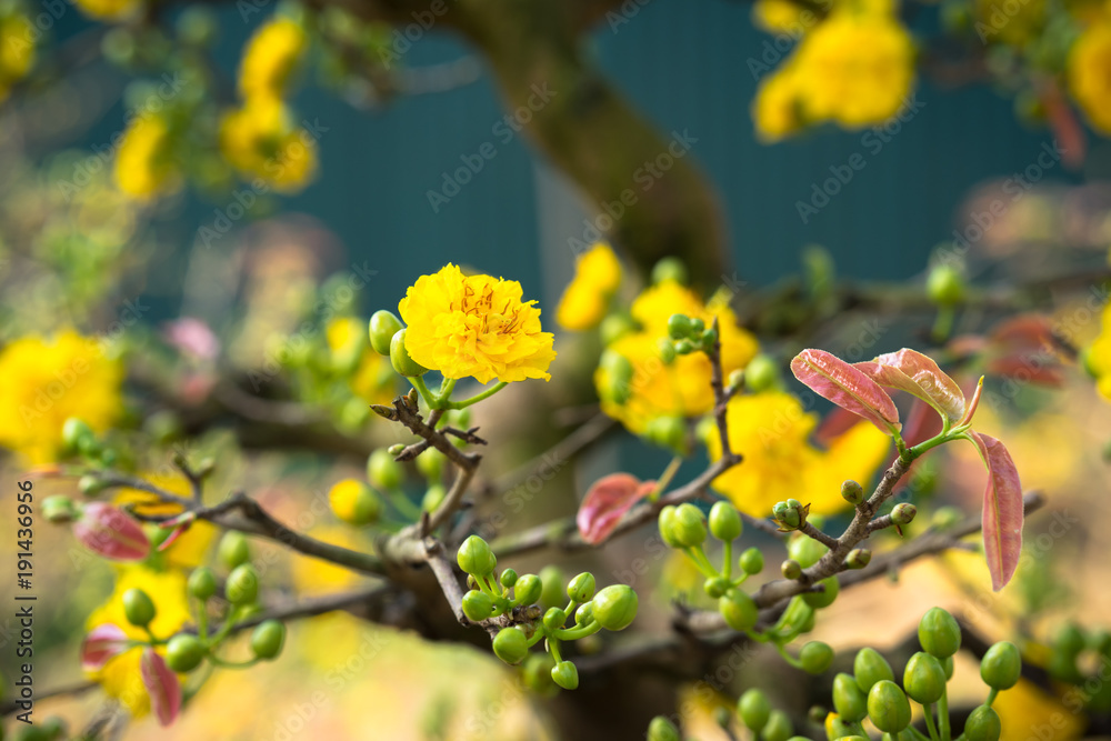 Yellow apricot blossom