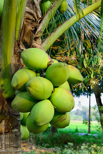 coconut tree