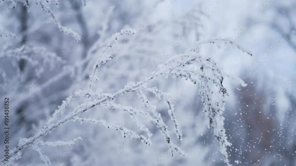 Grass branches frozen in the ice. Frozen grass branch in winter. Branch covered with snow Grass branches frozen in the ice. Frozen grass branch in winter. Branch covered with snow