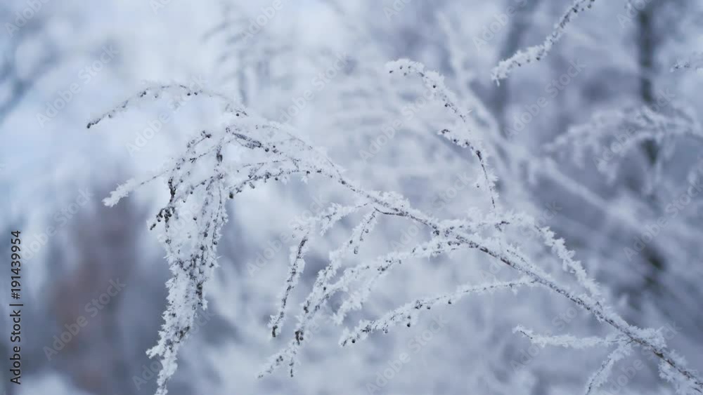 Grass branches frozen in the ice. Frozen grass branch in winter. Branch covered with snow Grass branches frozen in the ice. Frozen grass branch in winter. Branch covered with snow