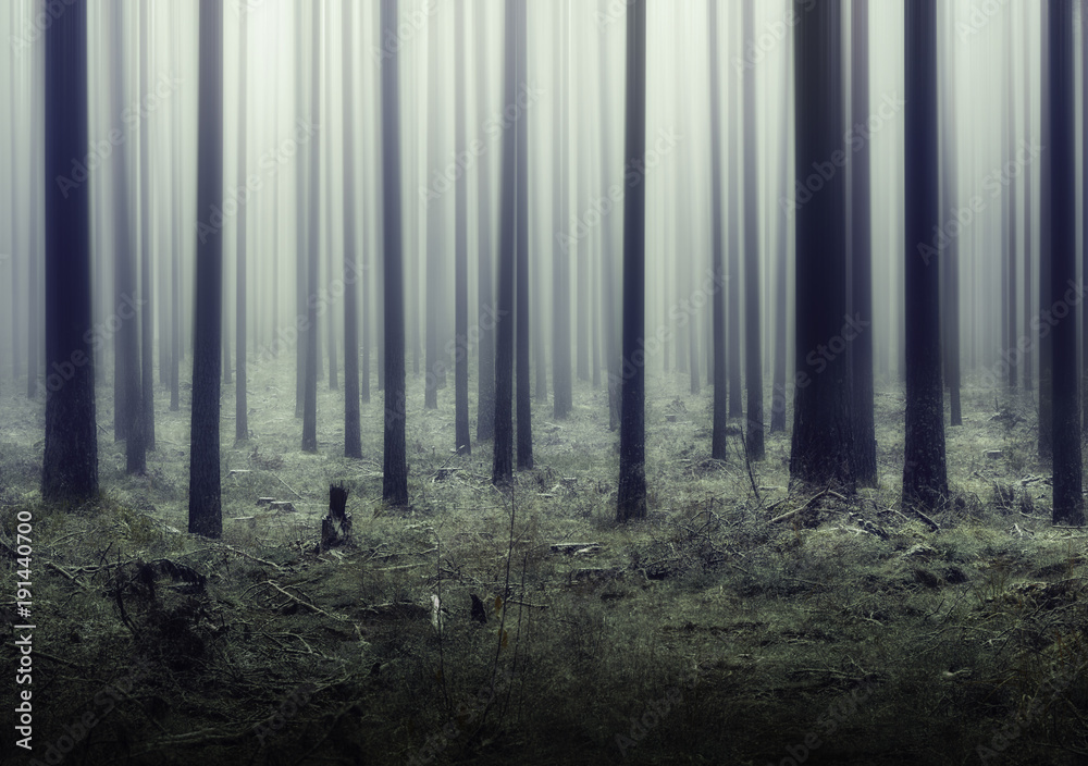 misty forest