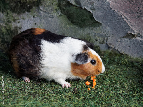 Black, brown, and white Guinea pig eating orange carrot in the zoo