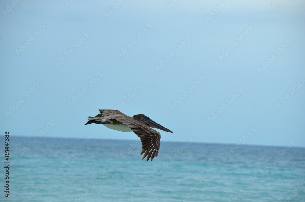 Flight sequence of a Brown pelican (Pelecanus occidentalis). Marine bird fishing for food in Cayo Coco, Cuba.
