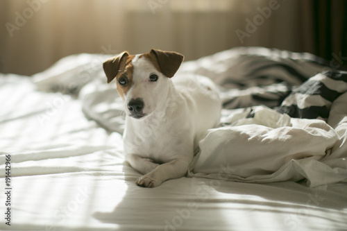 Jack Russell terrier in bed 