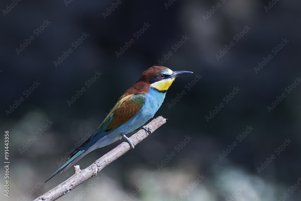 European bee-eater (Merops apiaster)