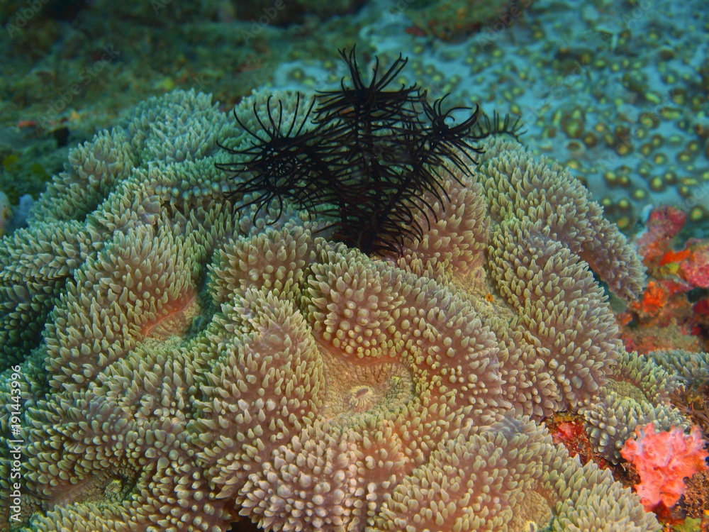 Obraz premium Stone coral