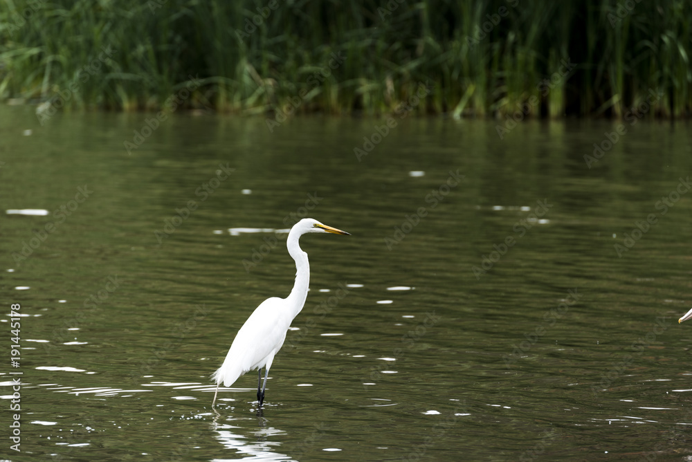 Great White Egret standing in the crater babogaya lake water in Addis Ababa Ethiopia Great White Egret standing in the crater babogaya lake water in Addis Ababa Ethiopia