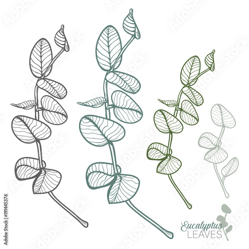 Hand-drawn Eucalyptus Leaves Vector Set photo