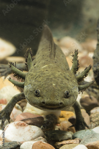 Axolotl Mexican in aquarium under water.