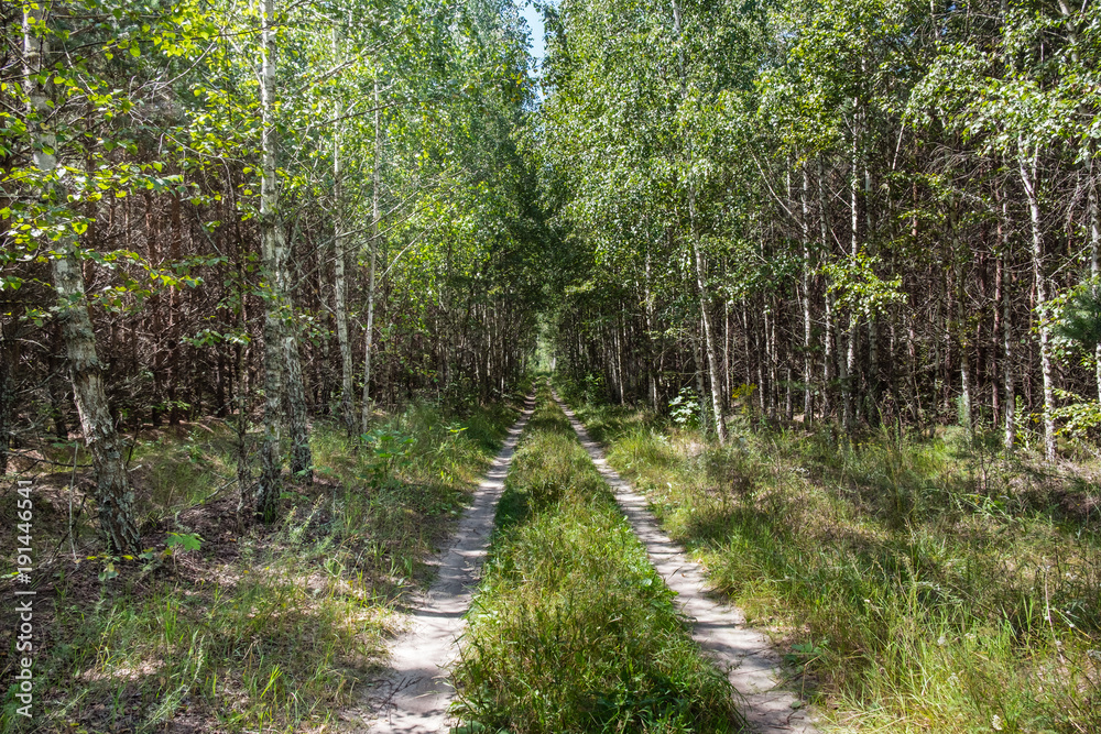 Forest dirt road an a sunny day. Sunbeams shining through the tree crowns on green grass. Peaceful summer landscape. Forest dirt road an a sunny day. Sunbeams shining through the tree crowns on green grass. Peaceful summer landscape.