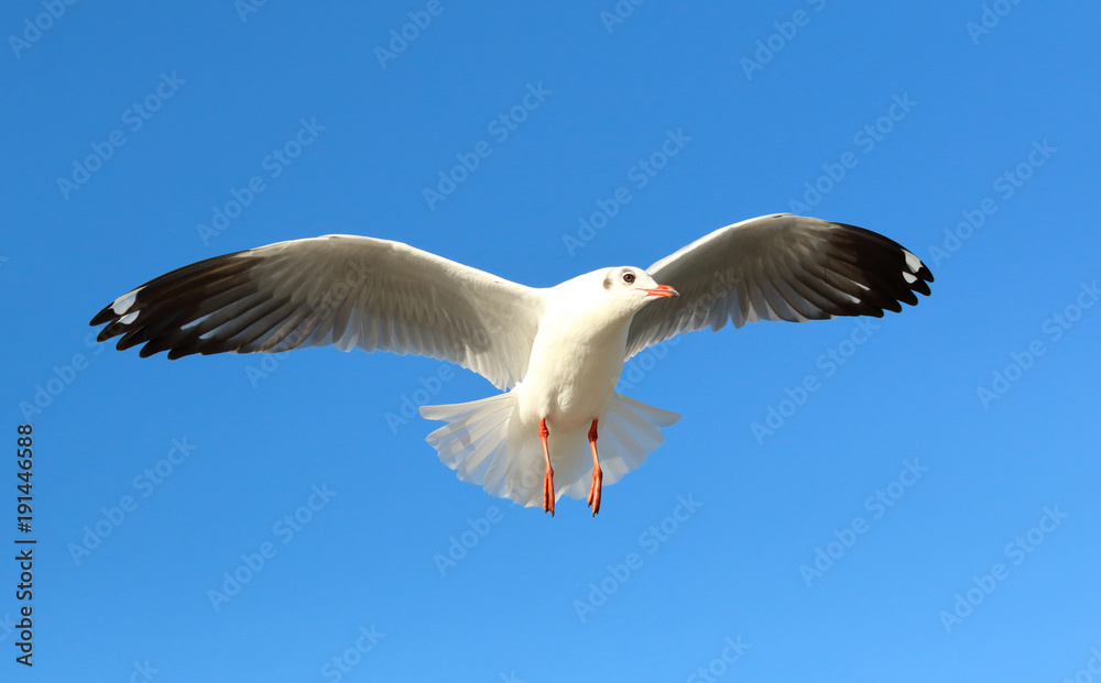 Fototapeta premium Seagull flying in the sky