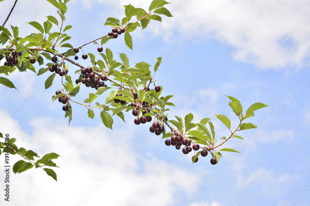 Berries Berries