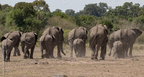 African Elephants Running