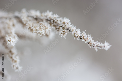 Frost on a dry top of a plant with dry flowers.