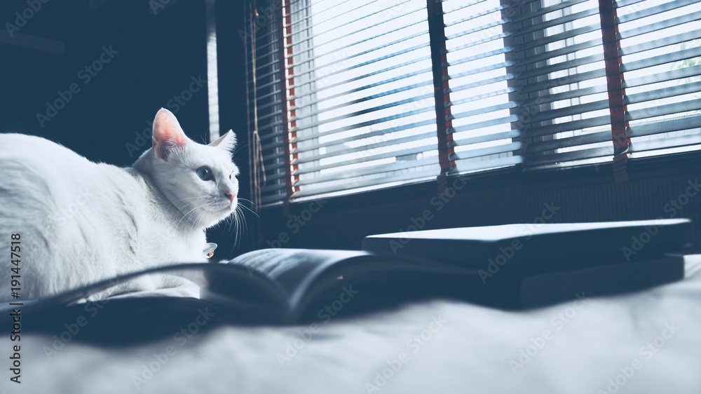 Siamese cat sit on the bed and looking out window, white cat with blue eyes looking at birds, pet in house concept.