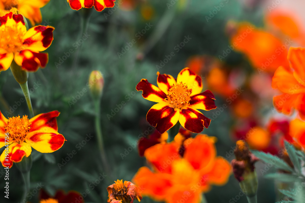 Colorful flowers in nature in a summer