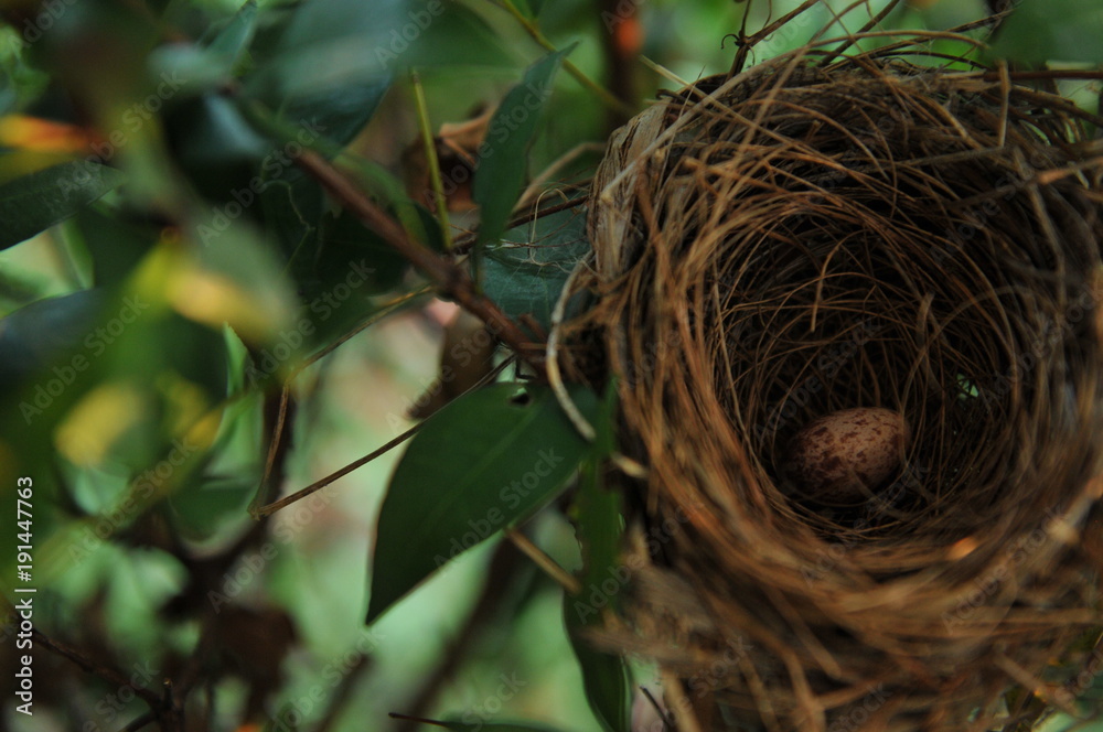 BIRD NEST - Bird nest with egg in the morning in the nature rain forest park, which is waiting for the mother to return to hatch. BIRD NEST - Bird nest with egg in the morning in the nature rain forest park, which is waiting for the mother to return to hatch.