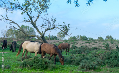 horses and old house. green land © imdproduction