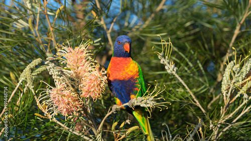 Vibrant Australian rainbow lorikeet bird perched on a banksia bush 
