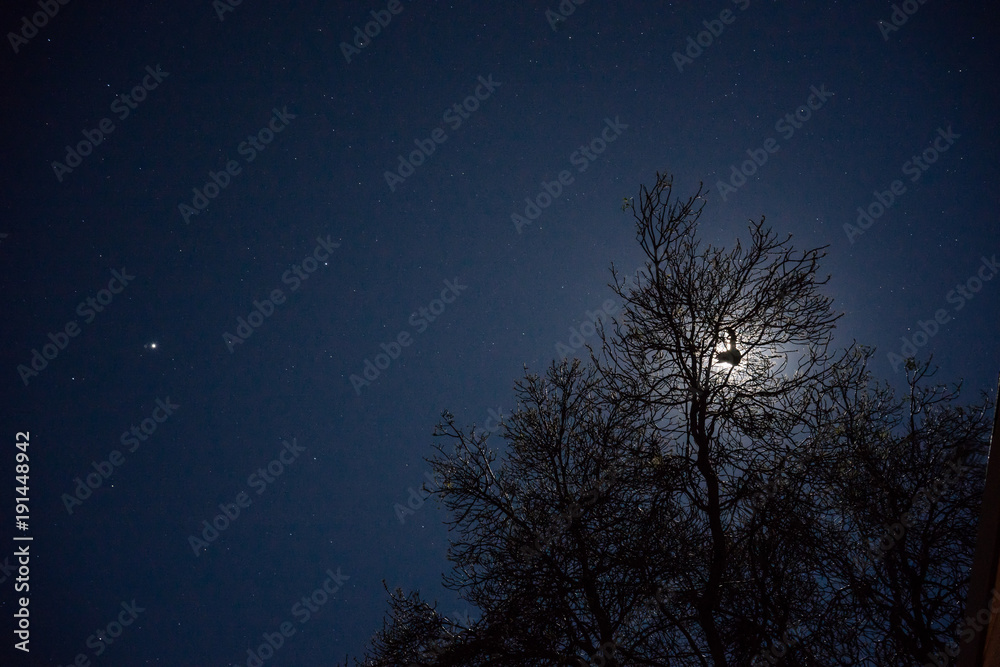 Silhouette of a possum sitting in tree in front of the moon on a starry night