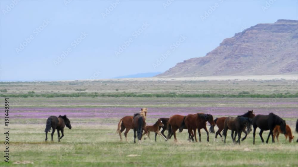 Slow motion of a large wild horses running in the west desert in dry Utah Slow motion of a large wild horses running in the west desert in dry Utah