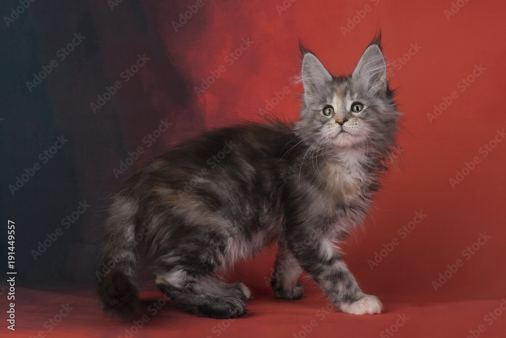 Obraz premium Maine Coon on a red isolated background
