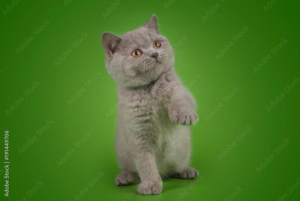 Obraz premium British cat on isolated green background