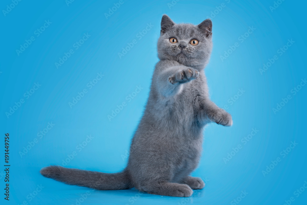 Fototapeta premium British cat on isolated blue background