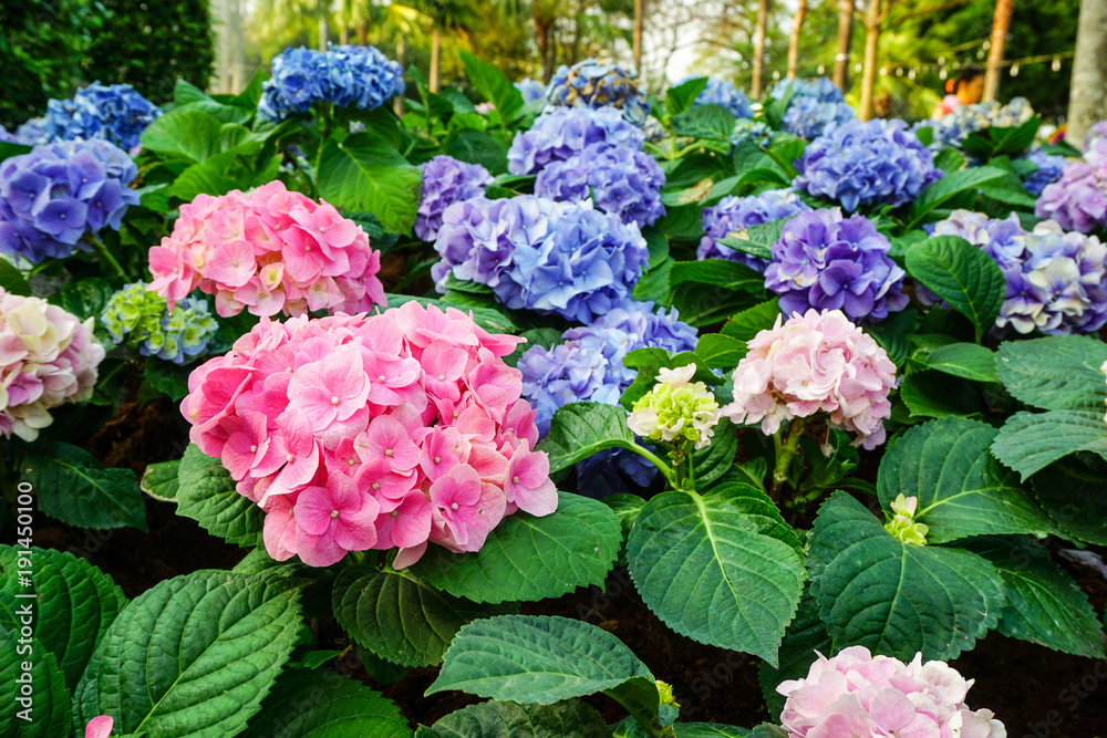 Pink and purple hydrangeas flowers in flower festival Pink and purple hydrangeas flowers in flower festival