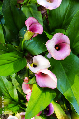 Calla Lillies in blush colors at flower festival