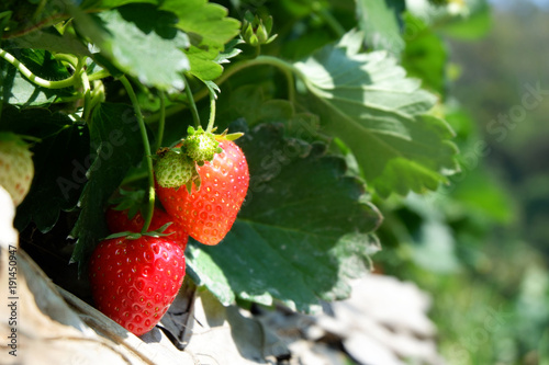 Strawberry fruits in the garden.