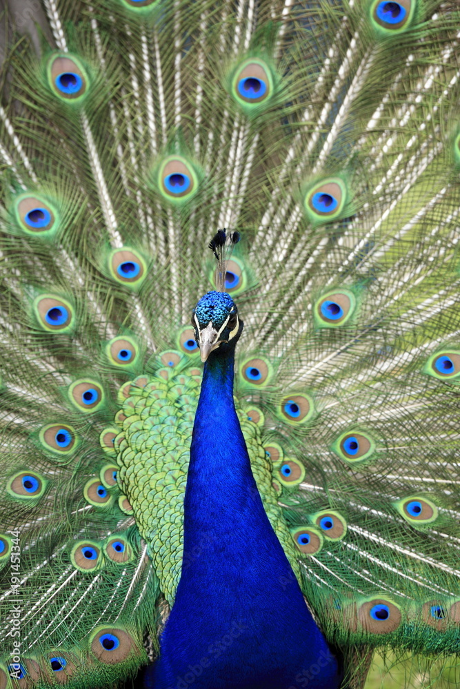 Obraz premium The peacock showing off its tail